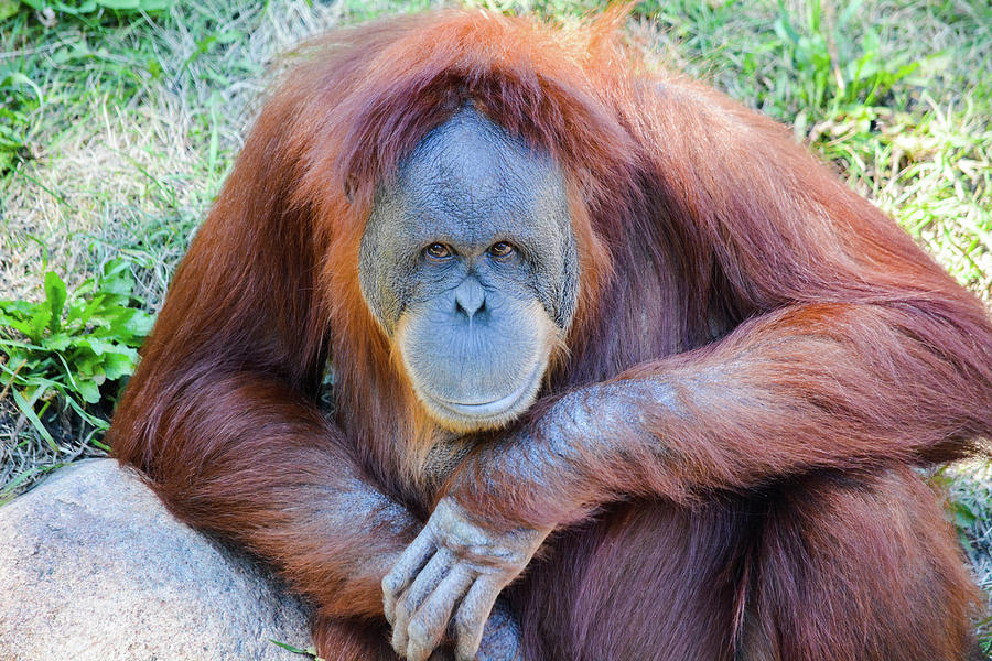 Orangutan Amanda Como Zoo Photograph by Kyle Hanson