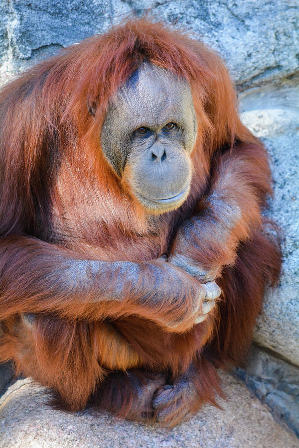 Orangutan Amanda Portrait Photograph by Kyle Hanson