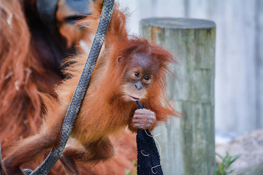 Orangutan Baby Kemala Photograph by Kyle Hanson