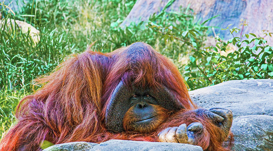 Orangutan by Rocks Photograph by Darryl Brooks