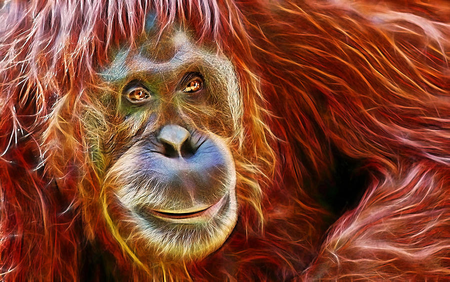 Orangutan Collection Mixed Media by Marvin Blaine