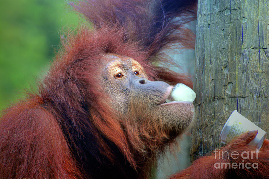 Orangutan Eating Ice Photograph