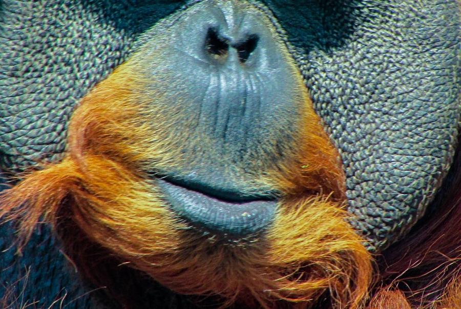 Orangutan Face Photograph by Richard De Wolfe