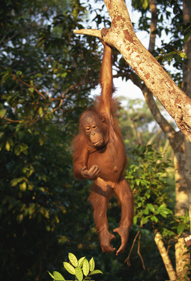 Orangutan hanging from tree in Borneo Photograph by Comstock Images