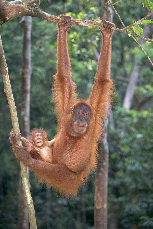 Orangutan hanging from tree with eyes closed Photograph by Comstock Images