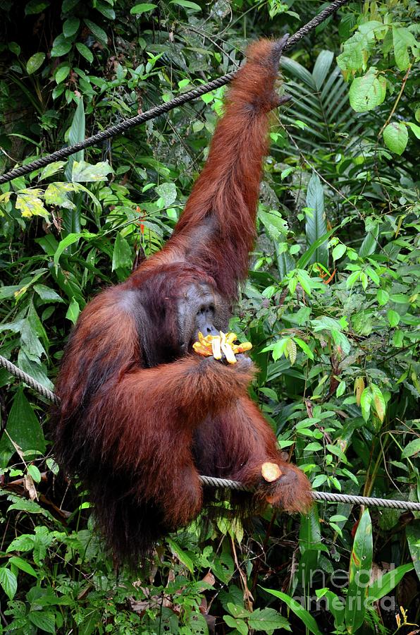 Orangutan hangs on rope and tree while eating bananas Semenggoh sanctuary Kuching Sarawak Malaysia Photograph by Imran Ahmed