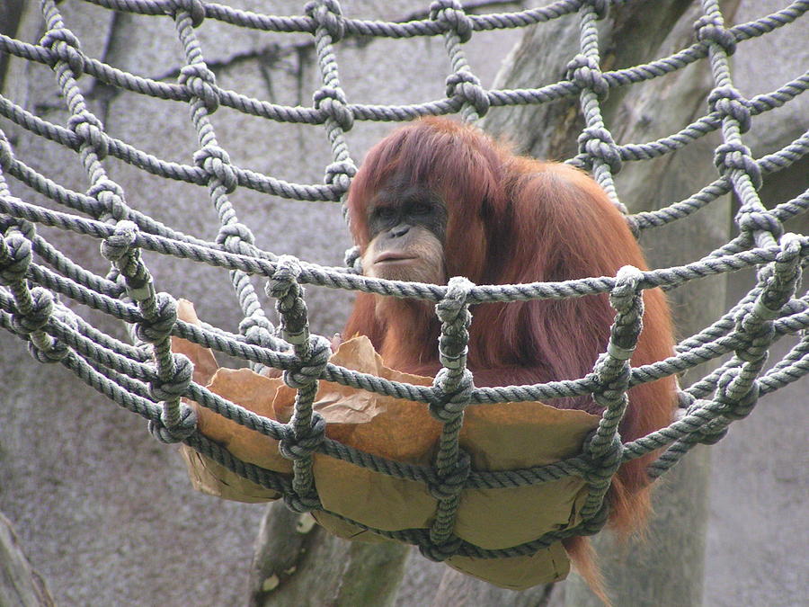 Orangutan Photograph by Heather E Harman