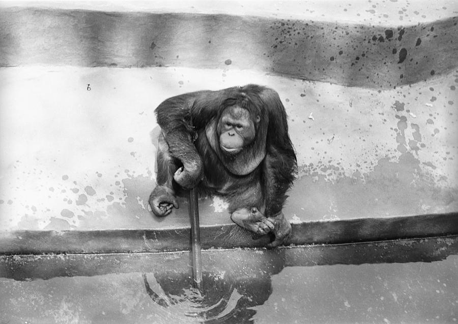 Orangutan in zoo Photograph by George Marks