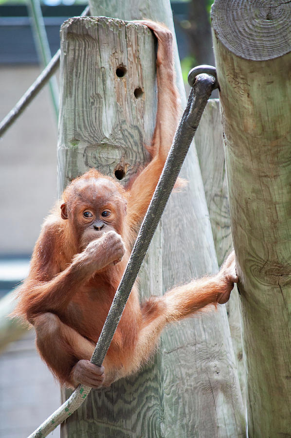 Orangutan Jaya Como Zoo Photograph by Kyle Hanson