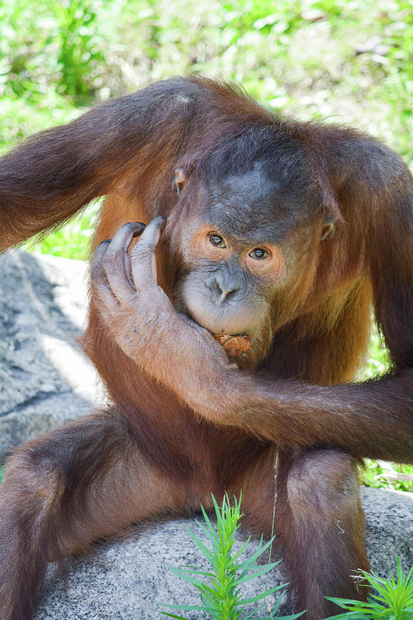 Orangutan Jaya Photograph by Kyle Hanson