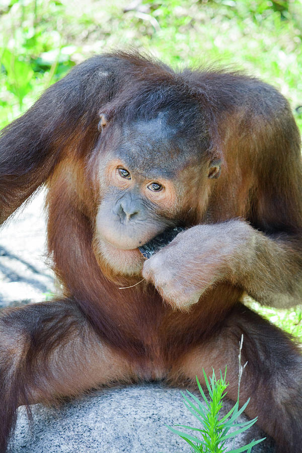 Orangutan Jaya Portrait Photograph by Kyle Hanson