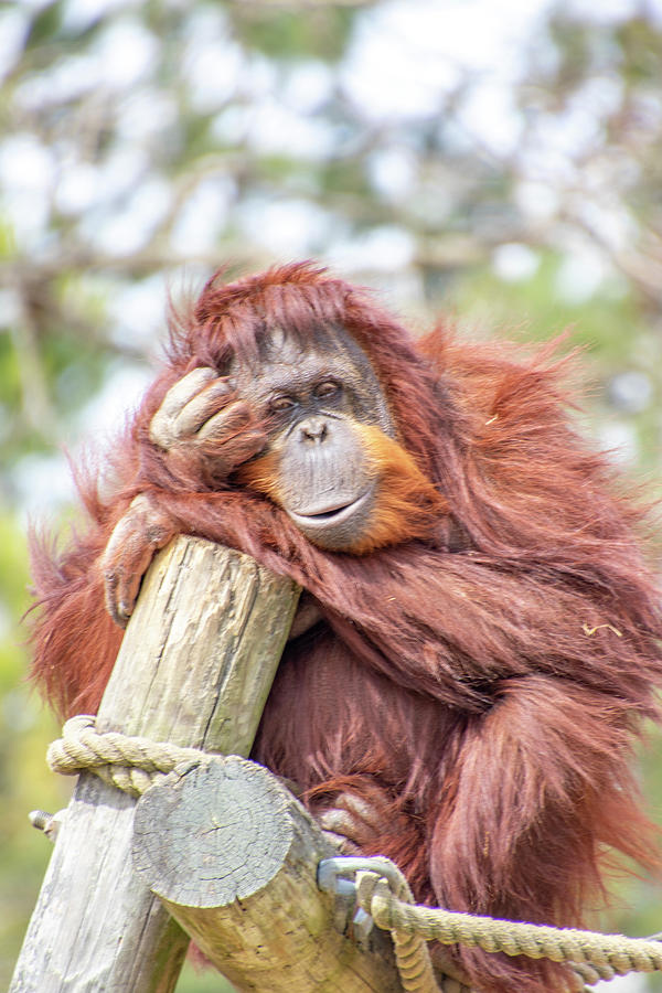 Richmond Photograph - Orangutan by Jean Haynes