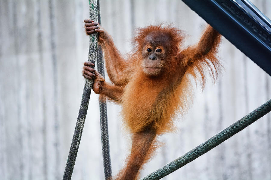 Orangutan Kemala Como Zoo Photograph by Kyle Hanson