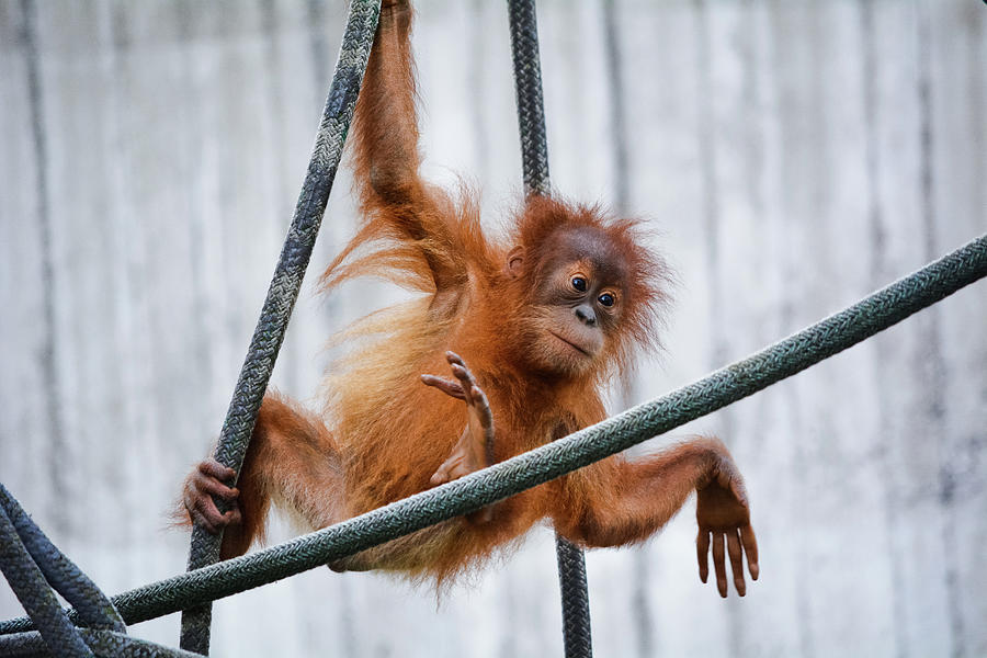 Orangutan Kemala Photograph by Kyle Hanson