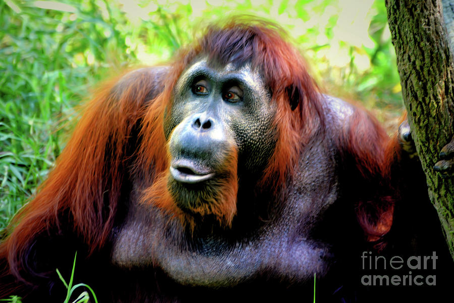 Orangutan Lady Photograph by Savannah Gibbs - Fine Art America