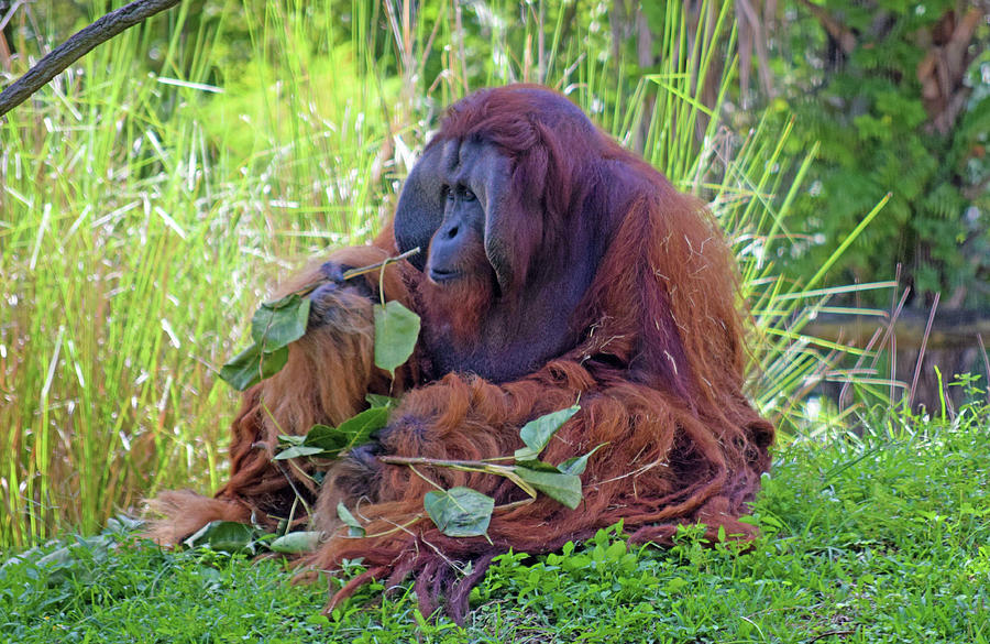 Orangutan Photograph by Larah McElroy