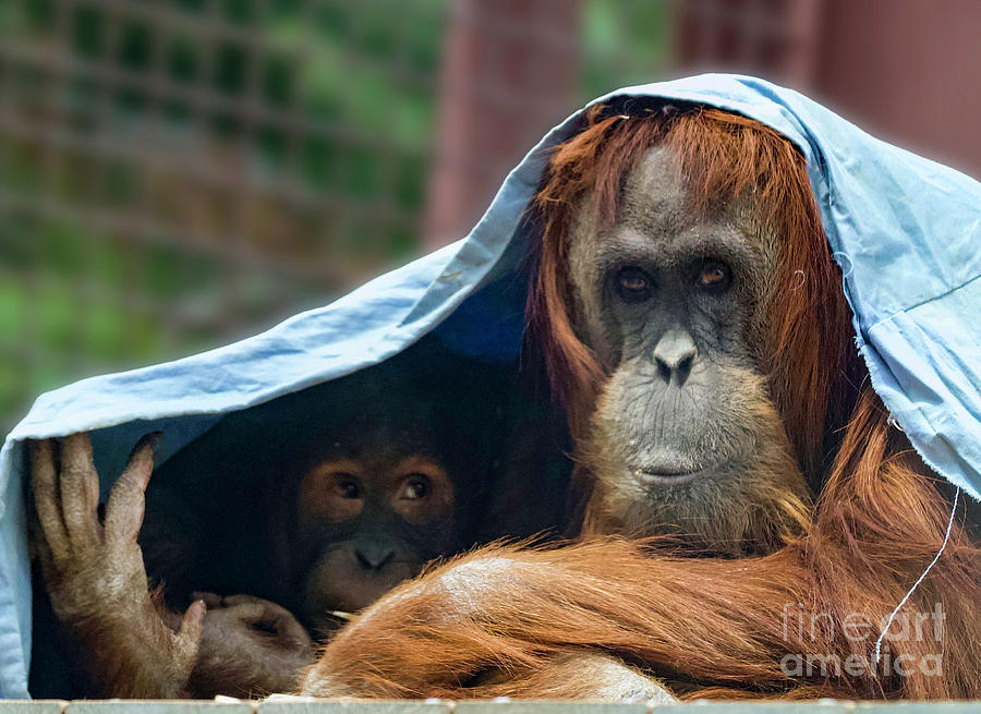 Orangutan Mom and Baby Photograph by Shirley Dutchkowski