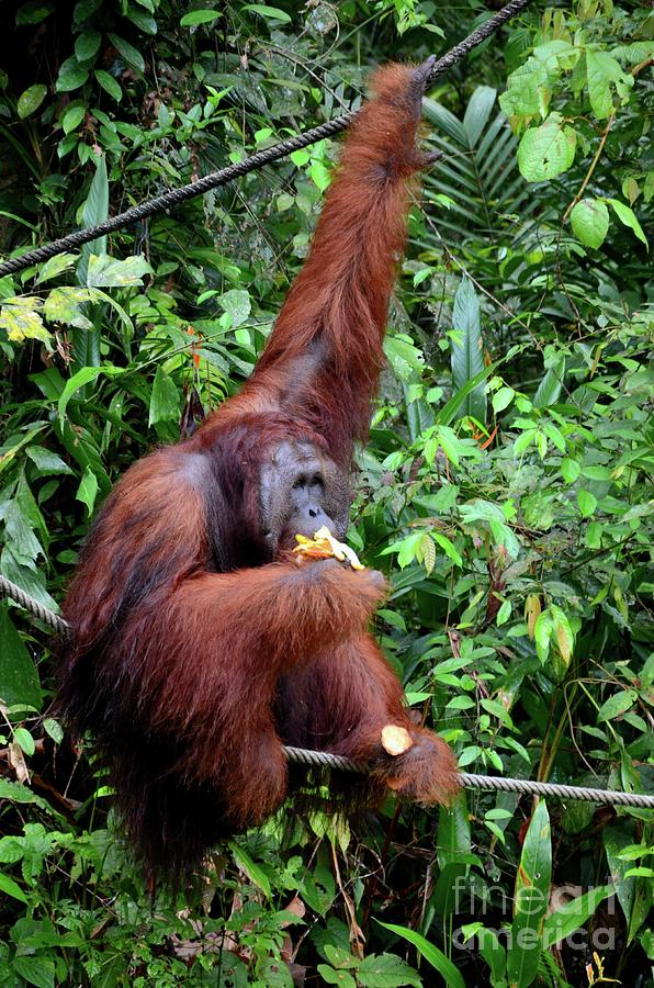 Orangutan on rope and tree while eating bananas Semenggoh Nature Reserve Kuching Sarawak Malaysia Photograph by Imran Ahmed