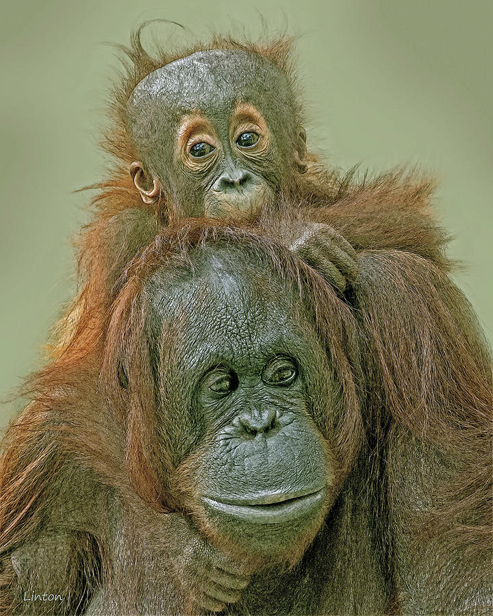Orangutan Pair Cps Photograph by Larry Linton