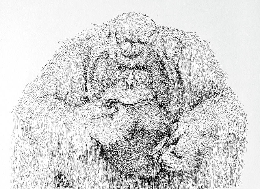 Orangutan Patriarch Drawing Drawing by Margaret Zabor