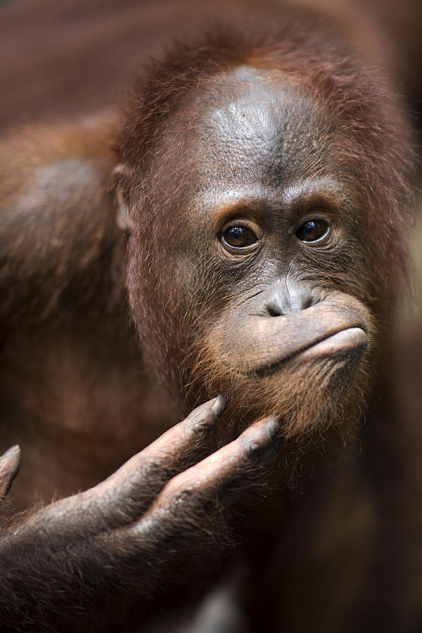 Orangutan portrait Photograph by David Burden Photography