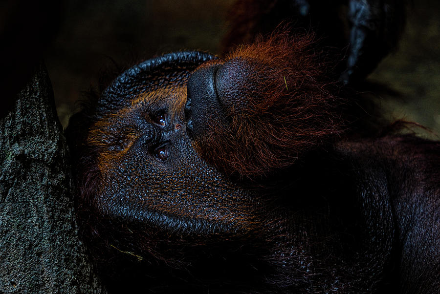 Orangutan Photograph - Orangutan Portrait by Jeremy Rickman