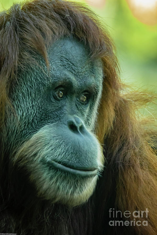 Orangutan Portrait Photograph