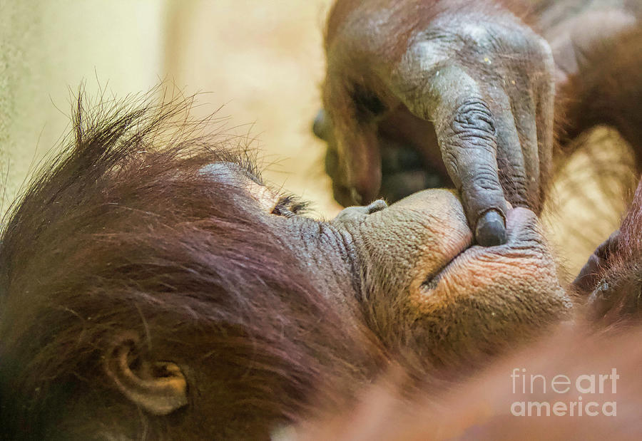 Orangutan Photograph by Shirley Dutchkowski