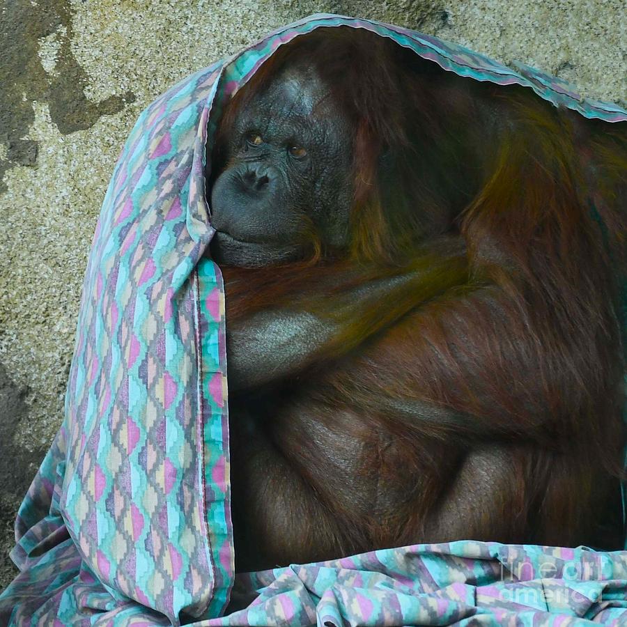 Orangutan Digital Art by Tammy Keyes