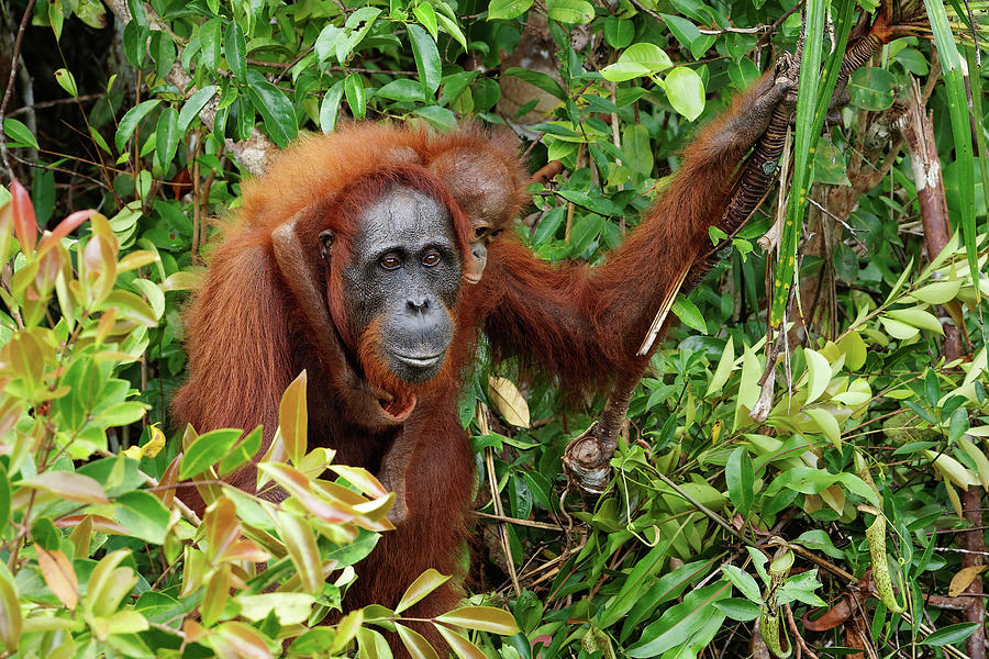 Orangutan Photograph - Orangutan with cub in the rainforest by Ralf Lehmann Orangutan Photograph - Orangutan with cub in the rainforest by Ralf Lehmann