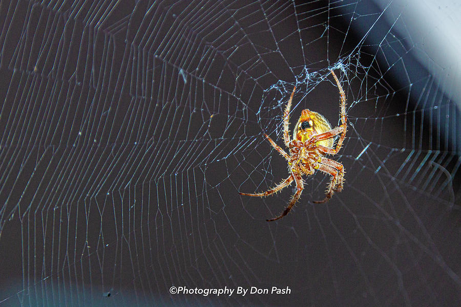 Orb Weaver Garden Spider 1 Photograph by Donald Pash