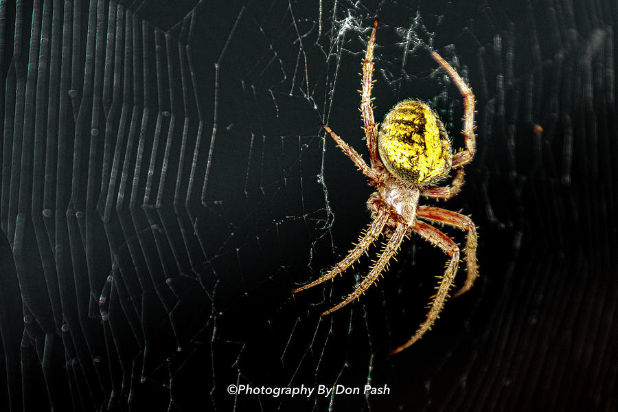 Orb Weaver Garden Spider 2 Photograph by Donald Pash