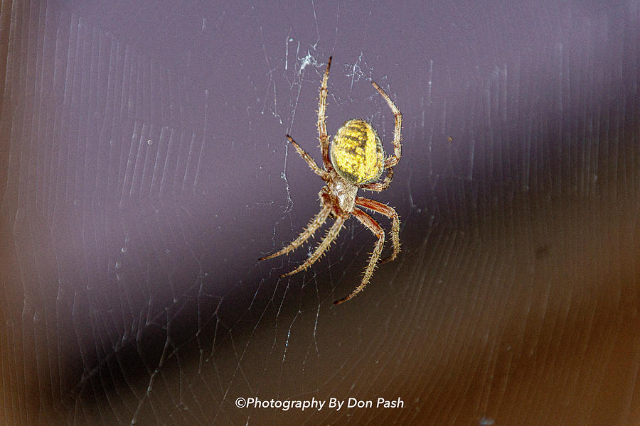 Orb Weaver Garden Spider 3 Photograph by Donald Pash