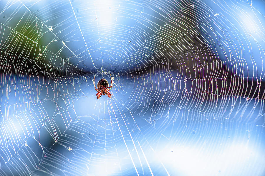 Orb Weaver in Full Web Photograph by Linda Brody