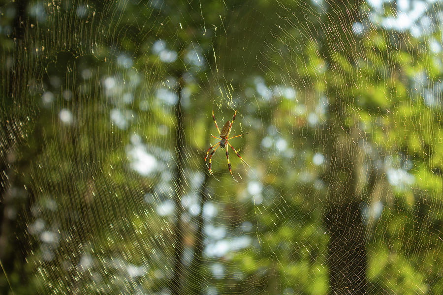 Orb Weaver Spider Photograph by Cindy Robinson
