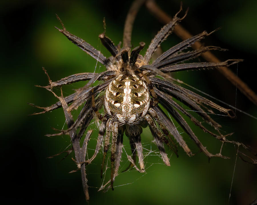 Orb Weaver Spider in Disguise Photograph by Mark Andrew Thomas