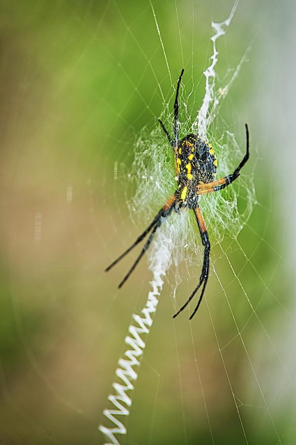 Orb Weaver Spider Photograph by Joe Granita