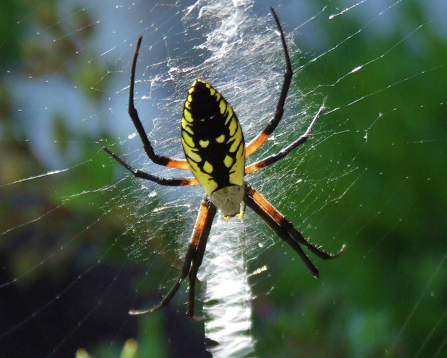 Orb-weaver Spider Photograph