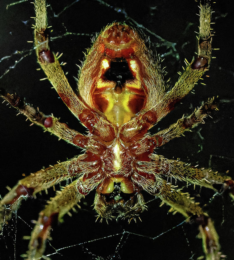 Orb Weaver Spider Photograph by William Jobes