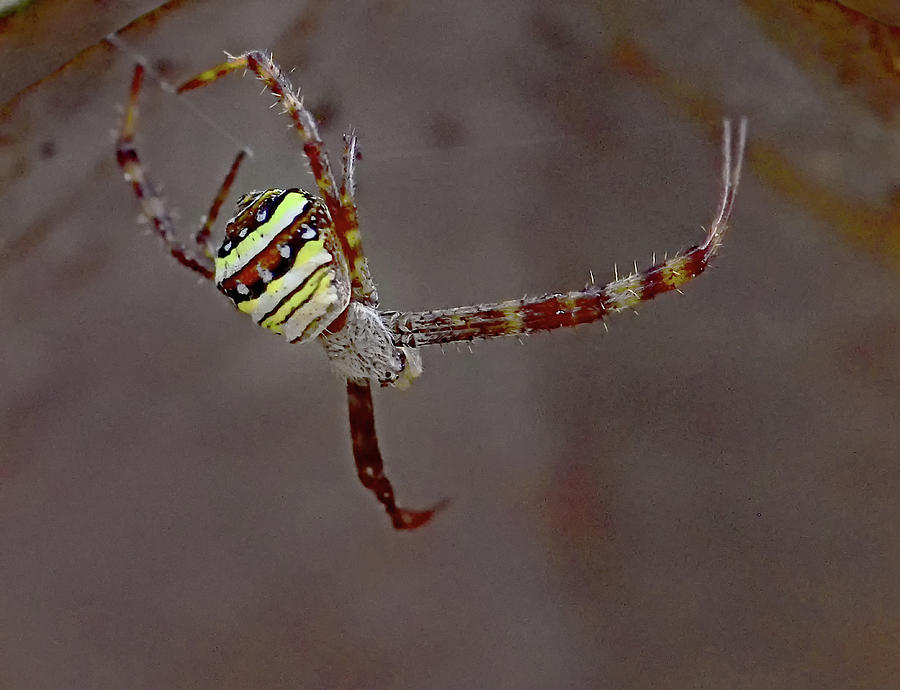 Orb-web spider - Argiope keyserlingi  Photograph by Amazing Action Photo Video