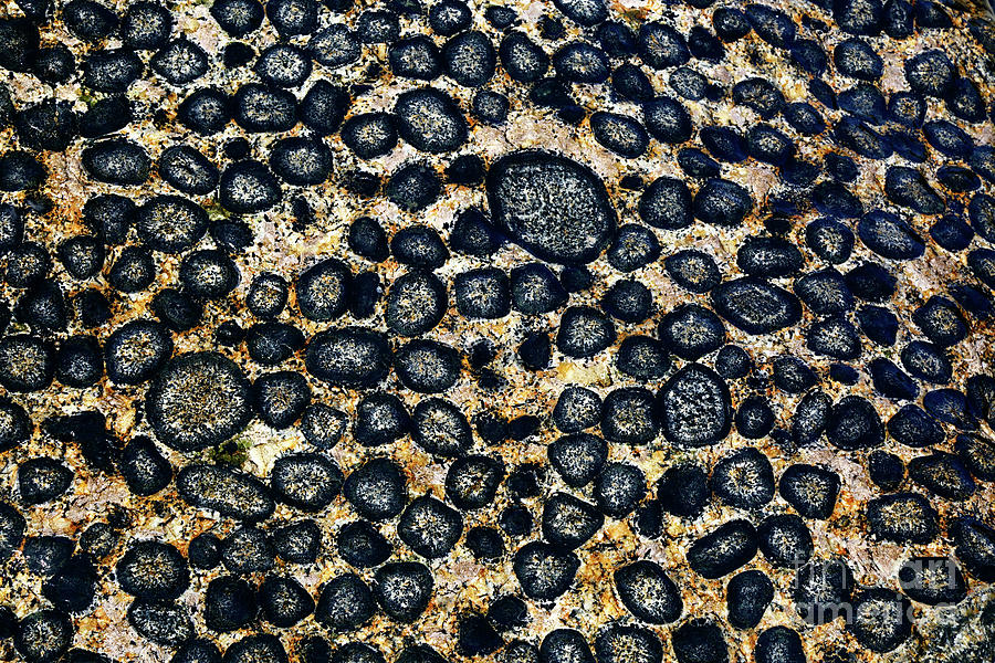 Orbicular granite a wonder of geology Chile Photograph by James Brunker