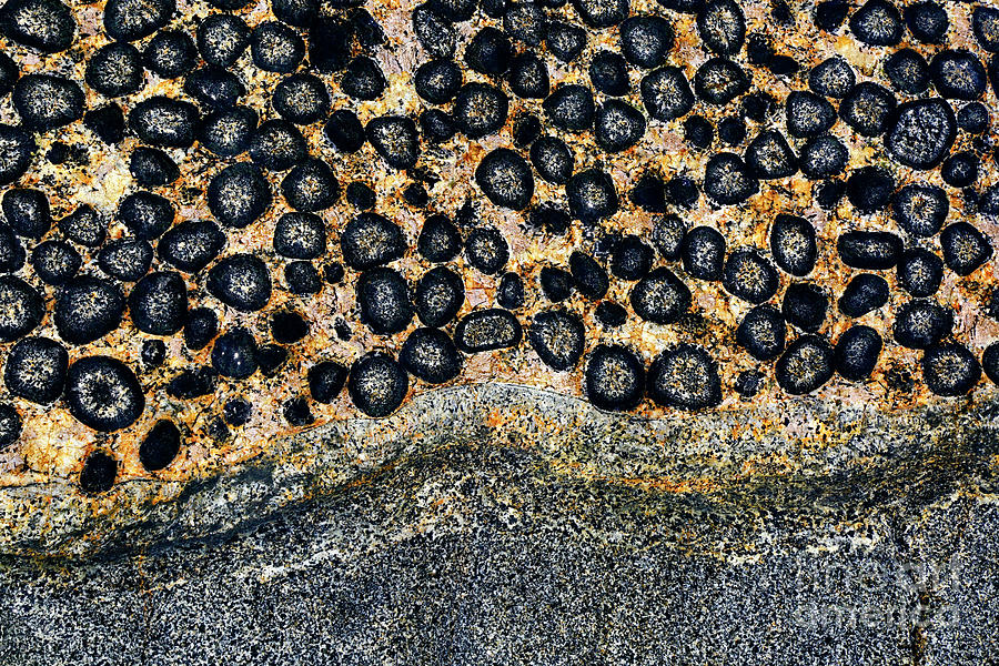 Orbicular Granite and comb layering close up Chile Photograph by James Brunker