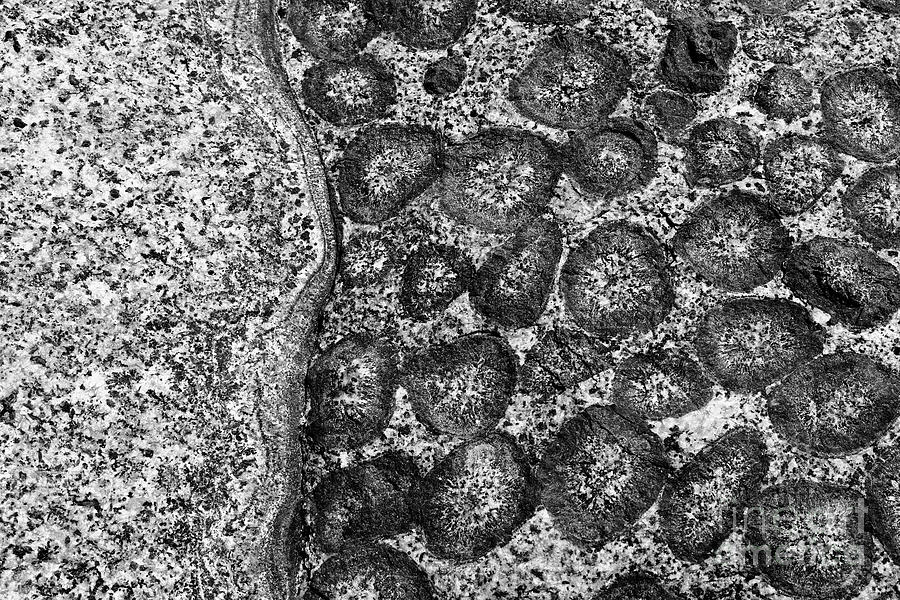 Orbicular granite macro in black and white Chile Photograph by James Brunker