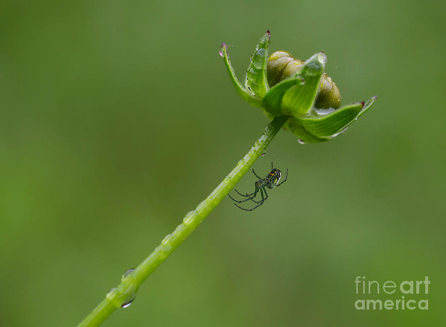 Orbweaver Spider on a Rainy Day Photograph by Diane Diederich