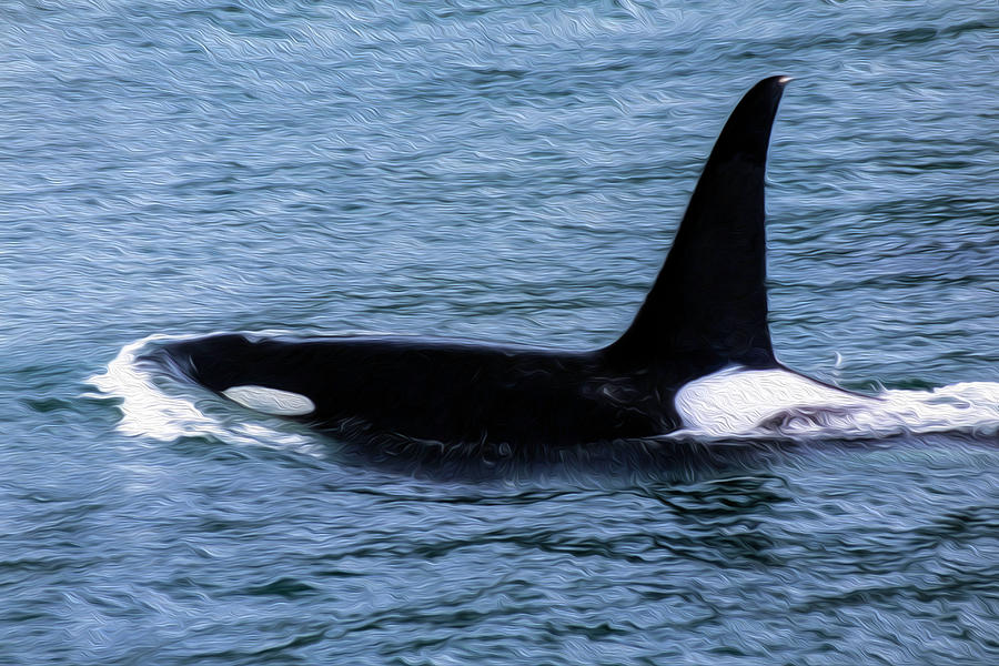 Orca 26A Photograph by Sally Fuller