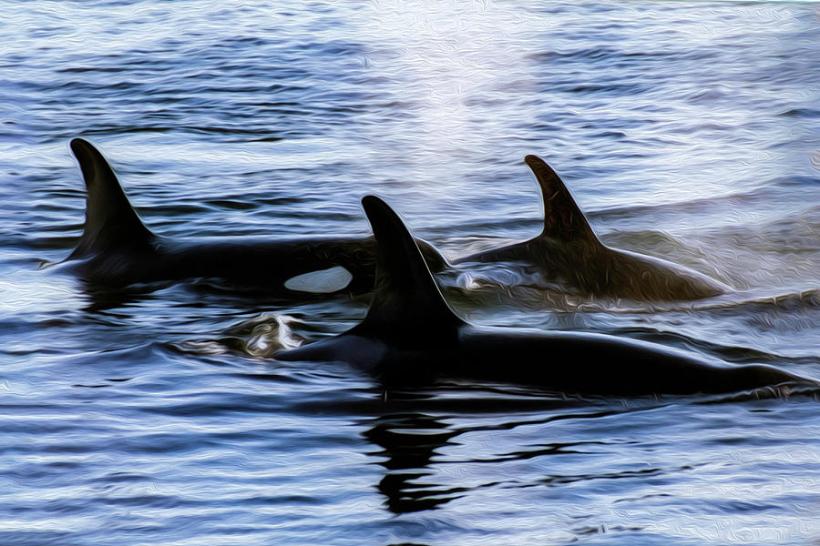 Orca 2B Photograph by Sally Fuller