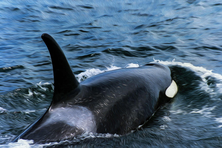 Orca 30A Photograph by Sally Fuller