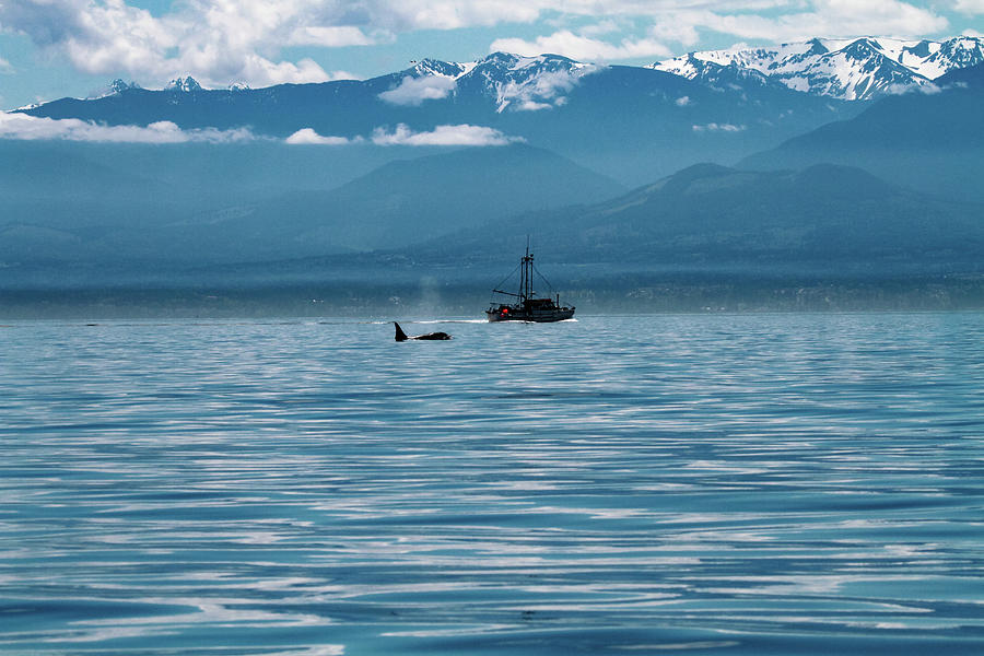 Orca And Fishing Boat Pacific Northwest Photograph by Dan Sproul