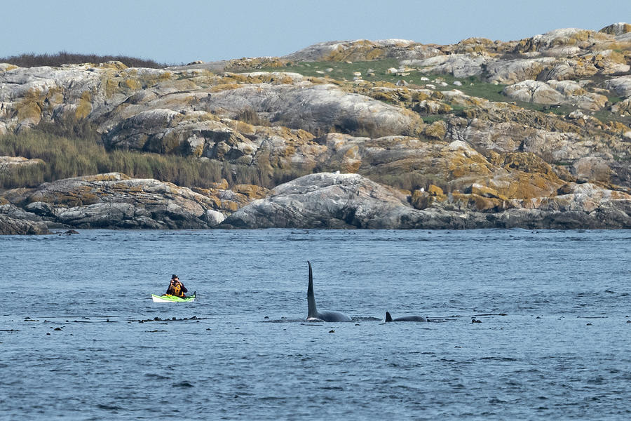 Orca and Kayak Photograph by Bill Cubitt