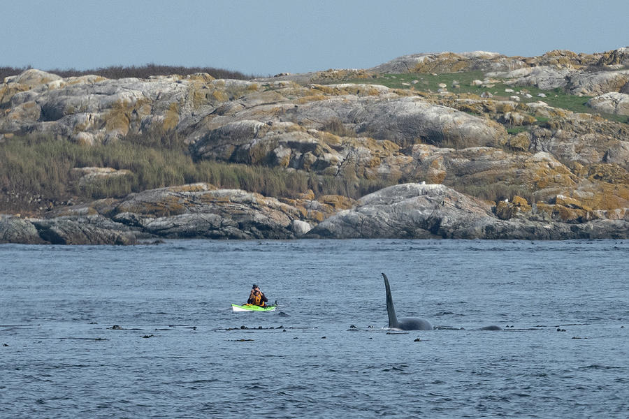 Orca and Kayak Comparison Photograph by Bill Cubitt